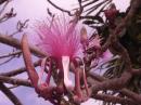 Pretty Pink: Flowering tree in Grand Cayman